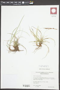 Carex richardsonii image