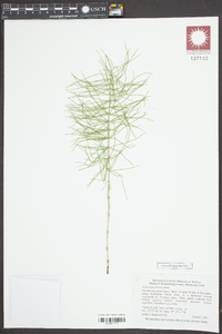 Equisetum pratense image