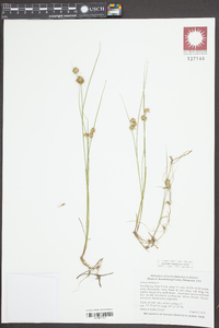 Juncus nodosus image