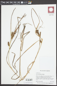 Carex aureolensis image