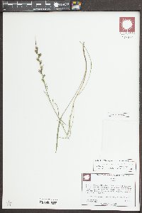 Liatris virgata image