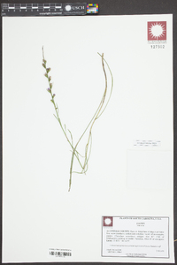 Liatris virgata image