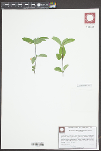 Ruellia caroliniensis image