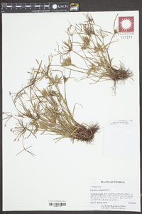 Cyperus compressus image