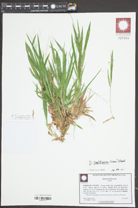 Dichanthelium laxiflorum image