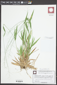 Dichanthelium laxiflorum image