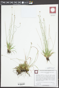 Lachnocaulon anceps image