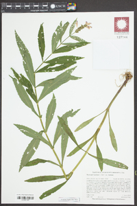 Physostegia virginiana image