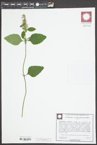 Scutellaria incana image