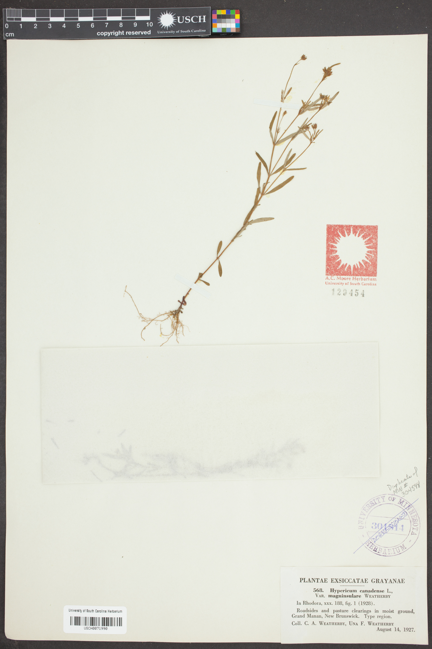 Hypericum canadense var. magninsulare image