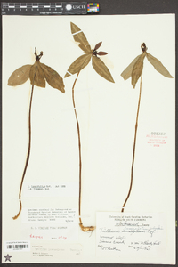 Trillium lancifolium image