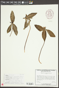 Trillium lanceolatum image