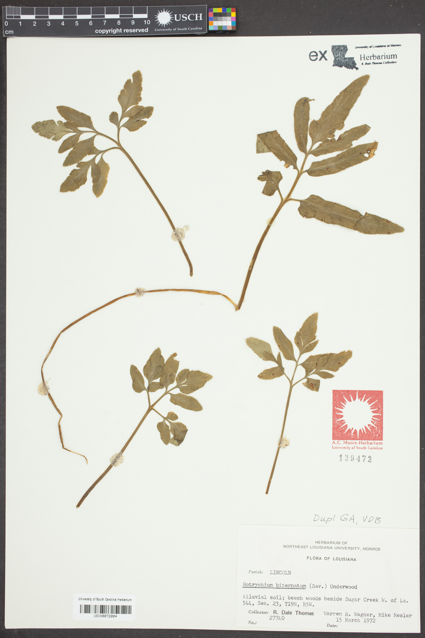 Sceptridium biternatum image