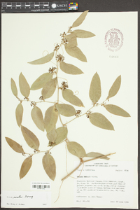 Smilax smallii image