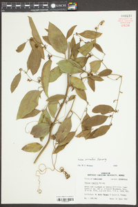 Smilax smallii image