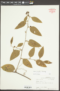 Smilax smallii image