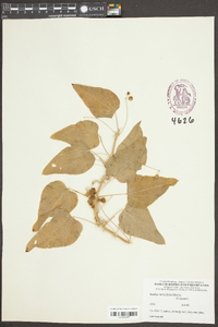 Smilax tamnifolia image