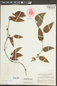 Smilax walteri image
