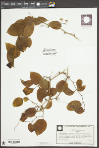 Smilax walteri image