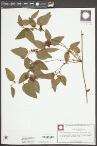 Smilax walteri image