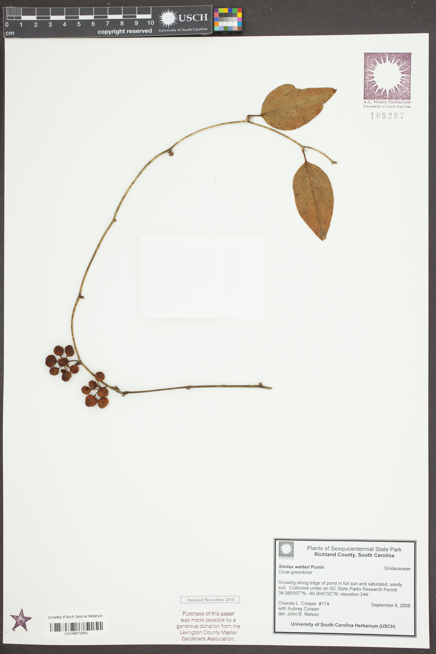 Smilax walteri image