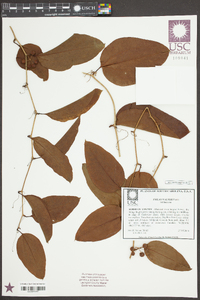 Smilax walteri image