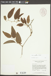 Smilax walteri image