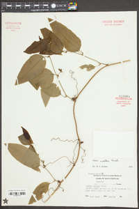 Smilax walteri image