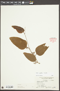 Smilax walteri image