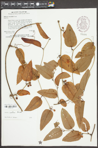 Smilax walteri image