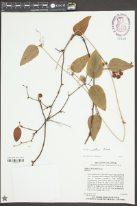 Smilax walteri image