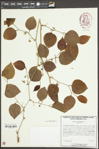 Smilax walteri image