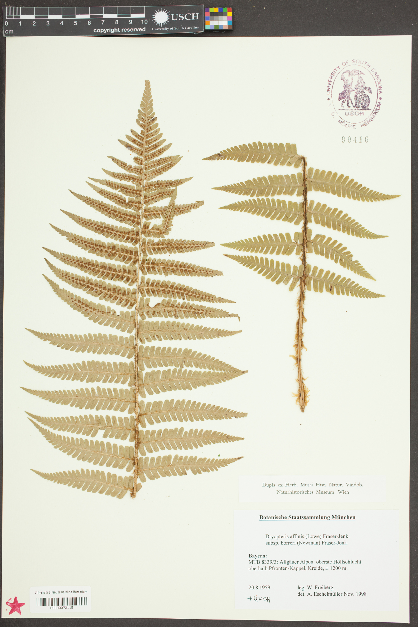 Dryopteris affinis image