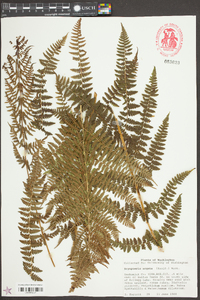 Dryopteris arguta image