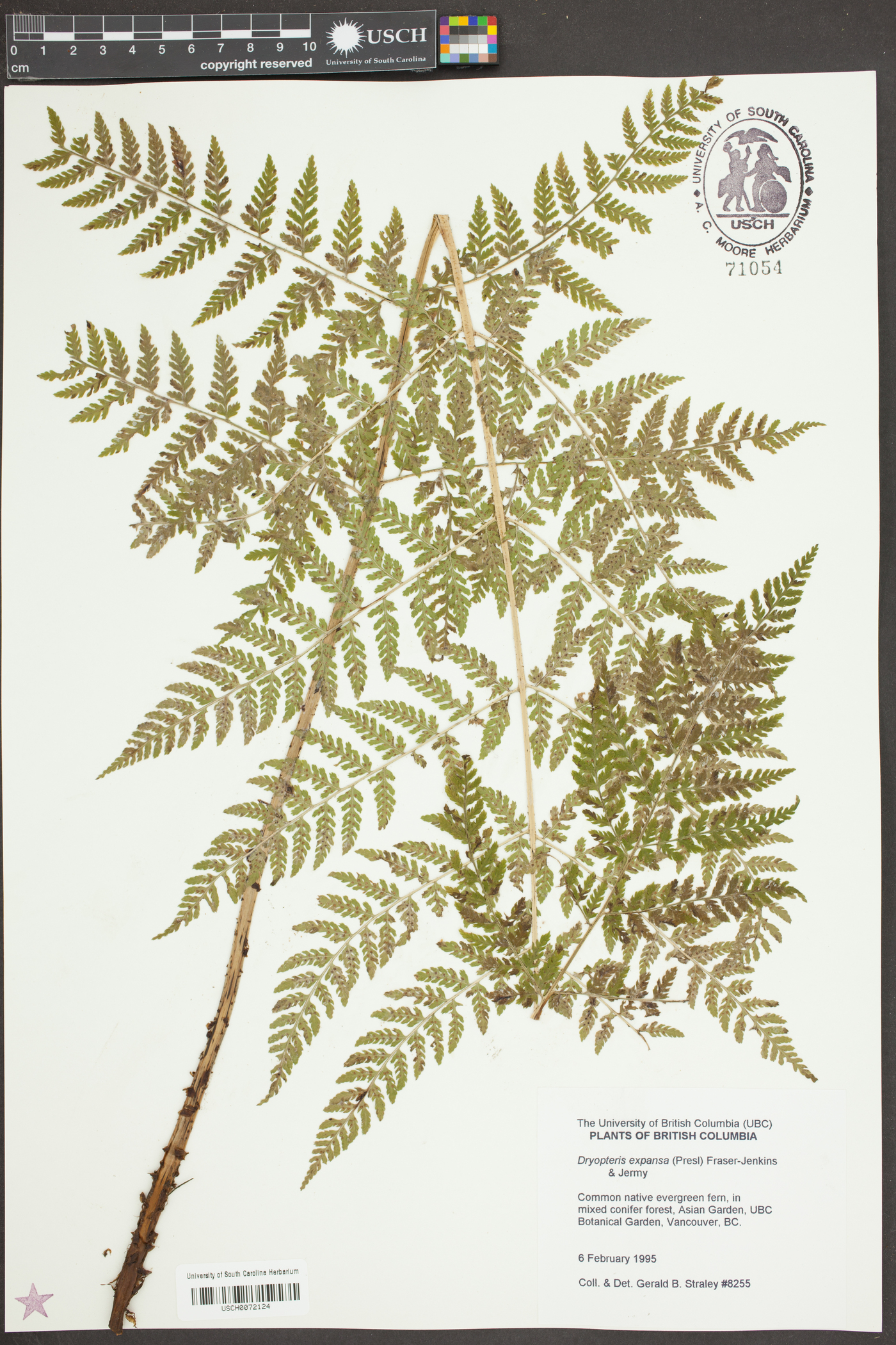 Dryopteris expansa image