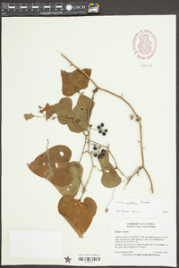 Smilax walteri image