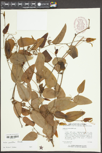 Smilax walteri image