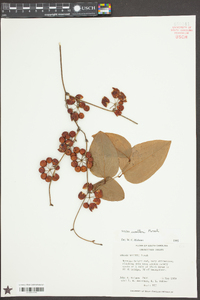 Smilax walteri image
