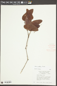 Smilax walteri image