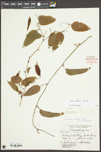 Smilax walteri image