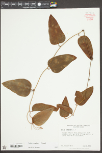 Smilax walteri image