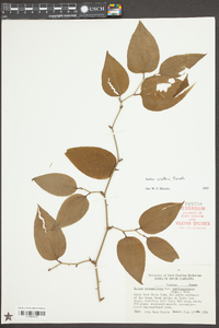 Smilax walteri image