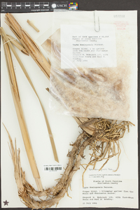 Typha domingensis image