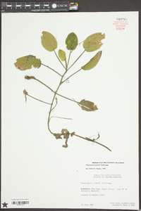 Potamogeton pulcher image
