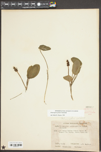 Potamogeton pulcher image