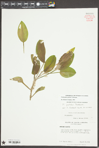Potamogeton pulcher image