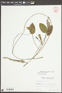 Potamogeton pulcher image