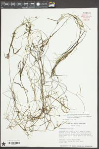 Potamogeton pusillus subsp. tenuissimus image
