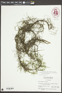 Potamogeton pusillus subsp. tenuissimus image