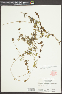 Potamogeton perfoliatus image